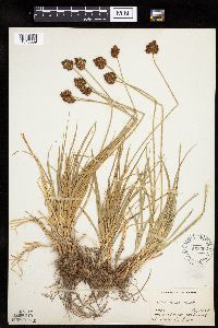 Carex ebenea image