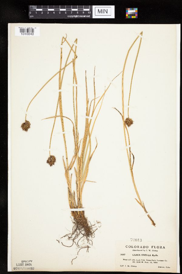 Carex ebenea image