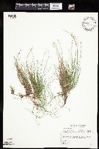 Carex eburnea image
