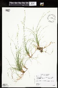 Carex eburnea image