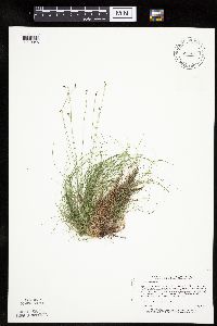 Carex eburnea image