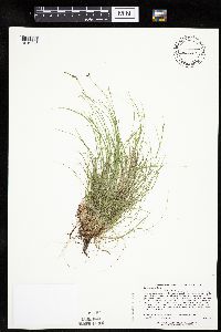 Carex eburnea image