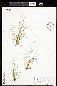 Carex eburnea image