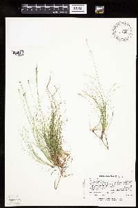 Carex eburnea image
