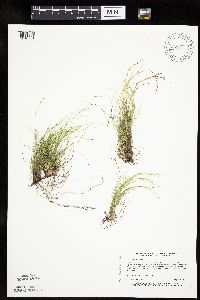 Carex eburnea image
