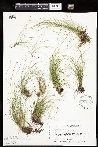 Carex eburnea image