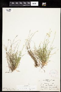 Carex eburnea image