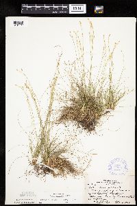 Carex eburnea image