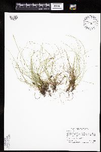 Image of Carex eburnea