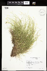 Carex eburnea image