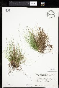Carex eburnea image
