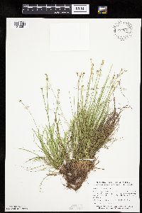 Carex eburnea image