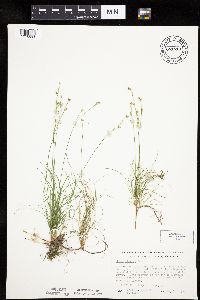 Carex eburnea image