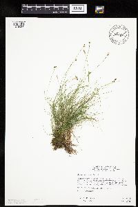 Carex eburnea image