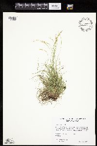 Carex eburnea image