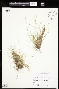 Carex eburnea image