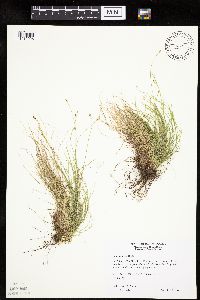 Carex eburnea image