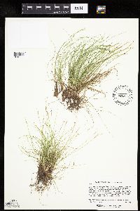 Carex eburnea image