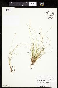 Carex eburnea image
