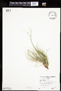 Carex eburnea image