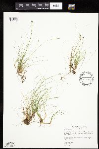 Carex eburnea image