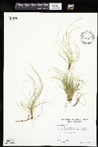 Carex eburnea image