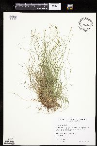 Carex eburnea image
