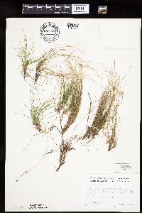 Carex eburnea image