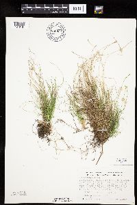 Carex eburnea image