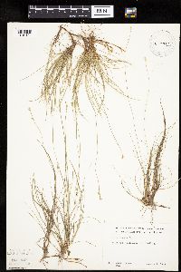 Carex eburnea image