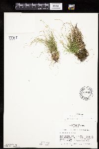Carex eburnea image