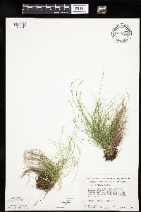 Carex eburnea image