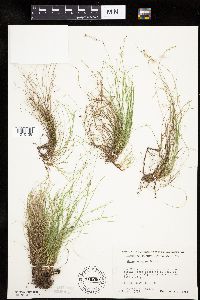 Carex eburnea image