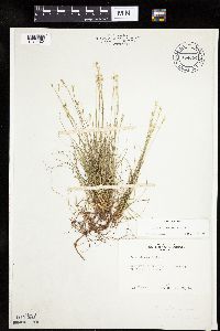 Carex eburnea image