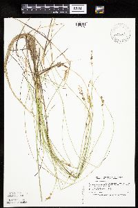 Carex echinata image
