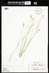 Carex echinata image