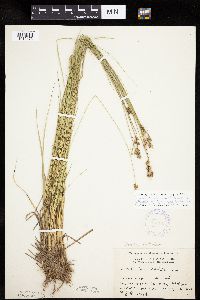 Carex echinata image