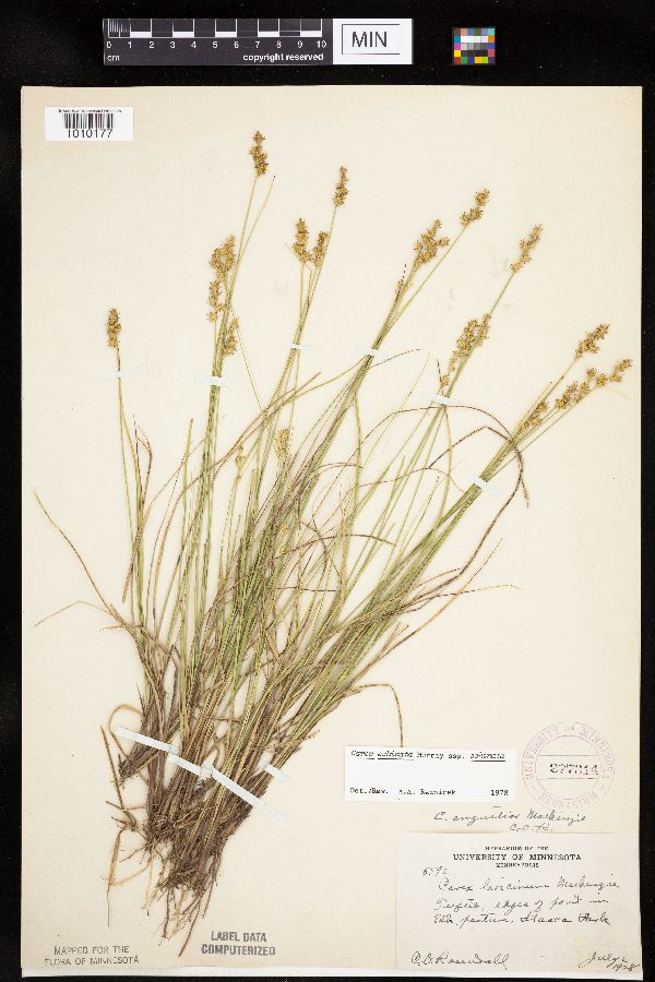 Carex echinata subsp. echinata image