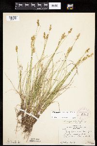 Carex echinata image