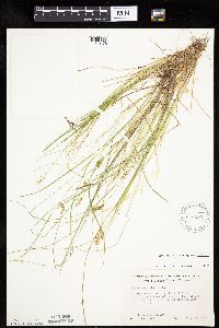 Carex echinata image