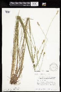 Carex echinata image
