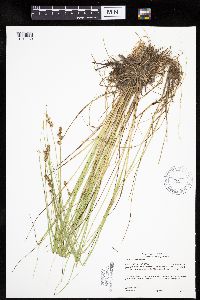 Carex echinata image