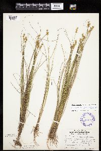 Carex echinata image