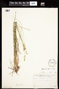 Carex echinata image