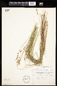 Carex echinata subsp. echinata image