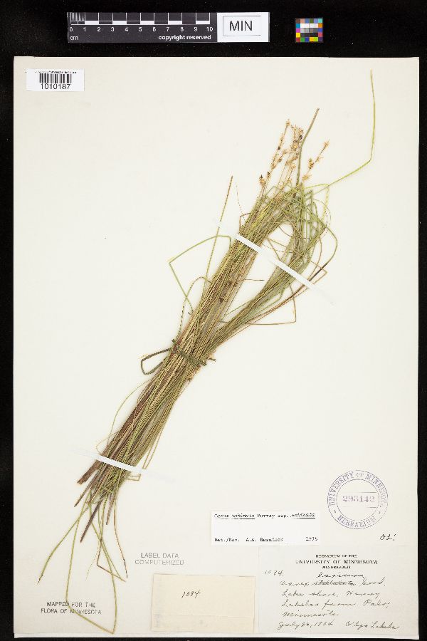 Carex echinata image