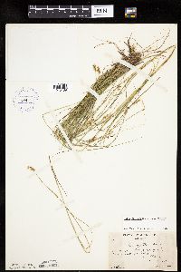 Carex echinata image