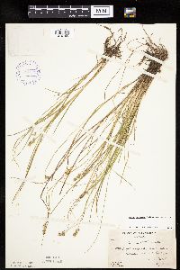 Carex echinata image