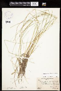 Carex echinata image