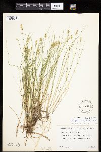 Carex echinata image